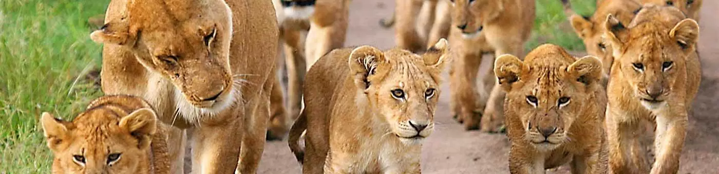 Kenya Tour Kenya Tour Packages